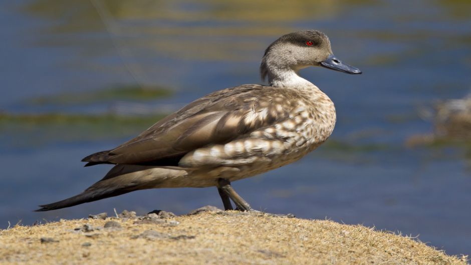 Pato Juarjal, Guia de Fauna. RutaChile.   - 