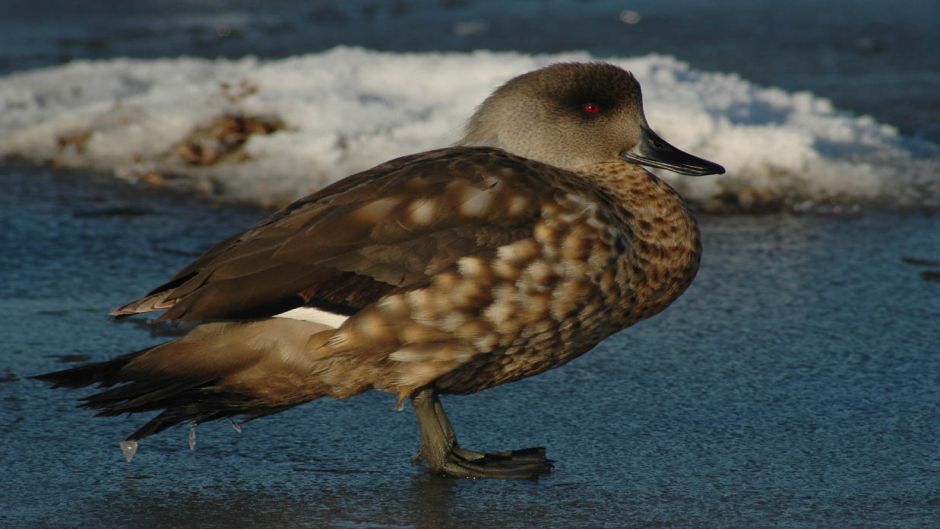 Pato Juarjal, Guia de Fauna. RutaChile.   - BOLIVIA