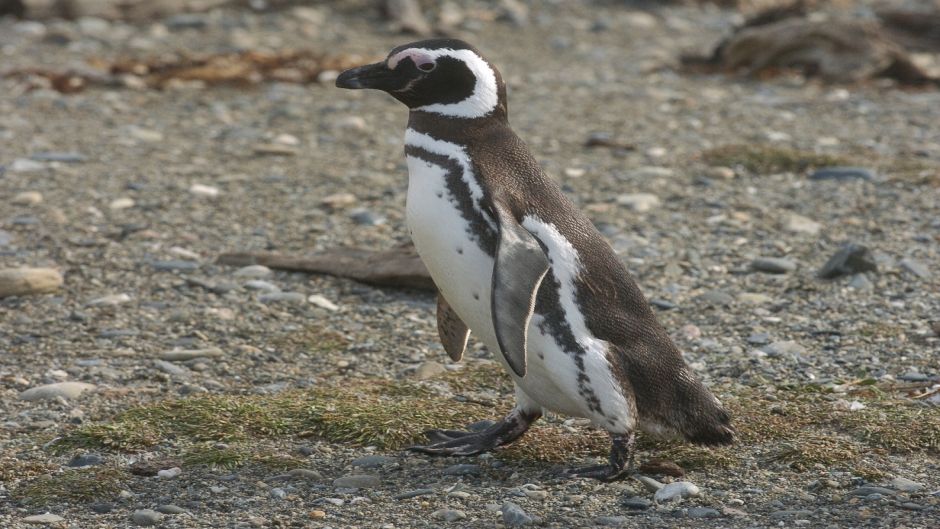 Pinguino de Magallanes, Guia de Fauna. RutaChile.   - BRASIL