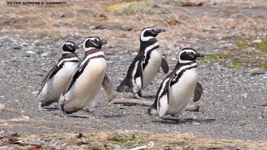 Pinguino de Magallanes, Guia de Fauna. RutaChile.   - BRASIL