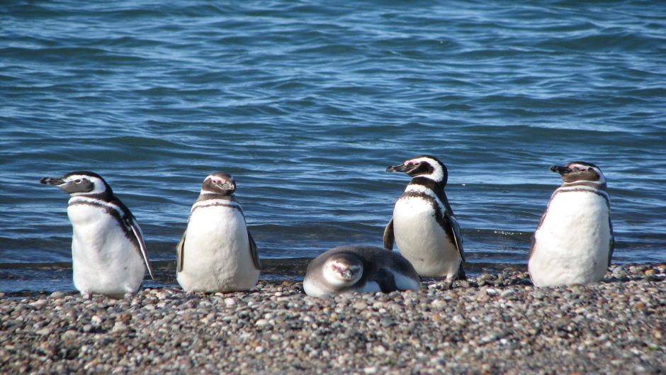 Pinguino de Magallanes, Guia de Fauna. RutaChile.   - CHILE