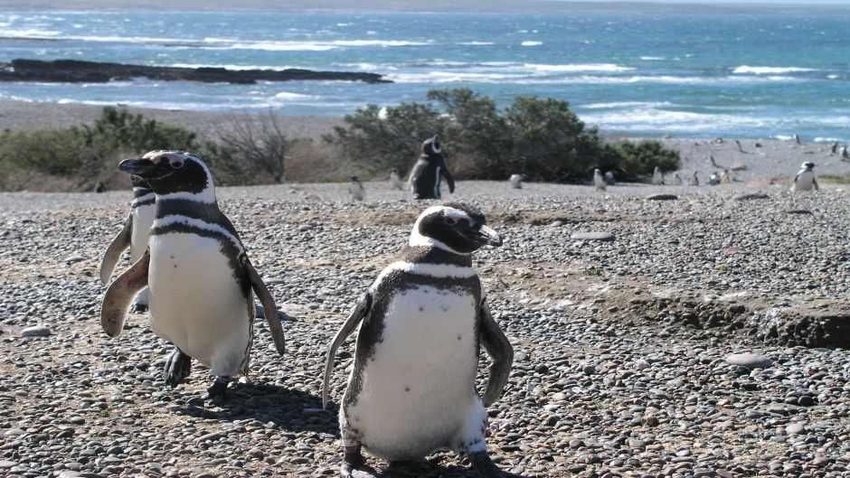 Pinguino de Magallanes, Guia de Fauna. RutaChile.   - BRASIL