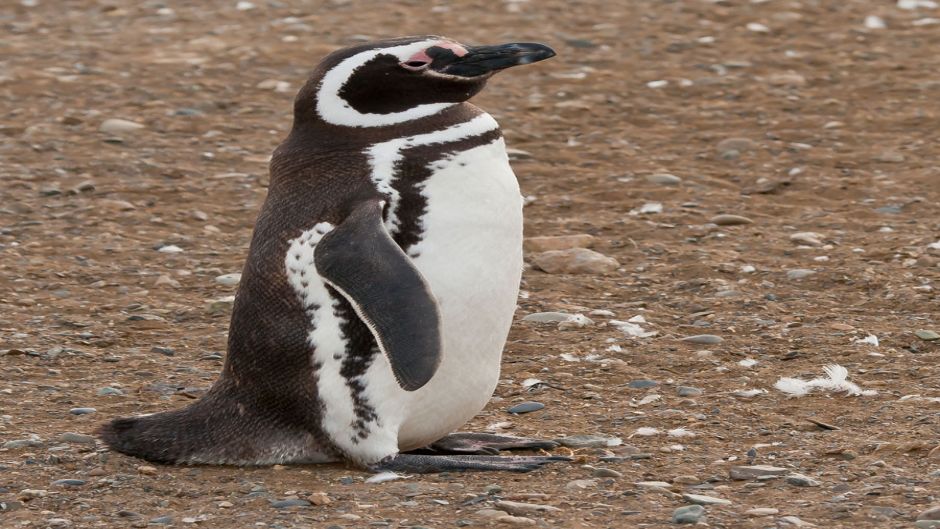 Pinguino de Magallanes, Guia de Fauna. RutaChile.   - CHILE