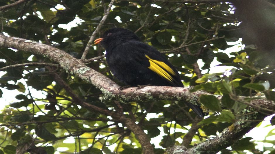 Cotinga negro (Tijuca atra) es una especie de ave en la familia C.   - 