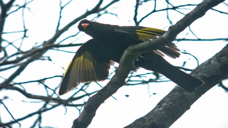 Cotinga negro (Tijuca atra) es una especie de ave en la familia C.   - 