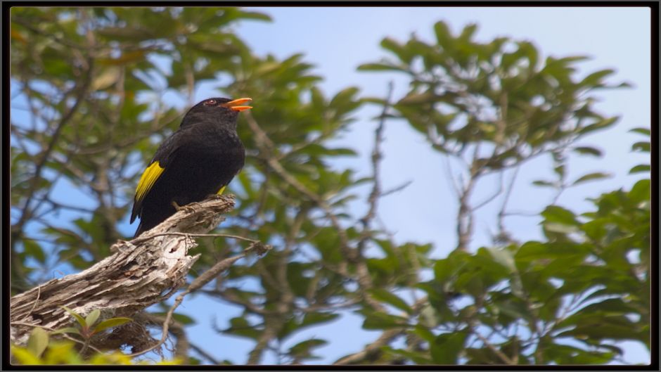 Cotinga negro (Tijuca atra) es una especie de ave en la familia C.   - BRASIL