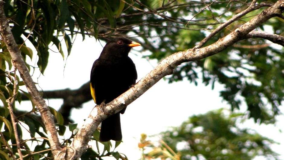 Cotinga negro (Tijuca atra) es una especie de ave en la familia C.   - BRASIL