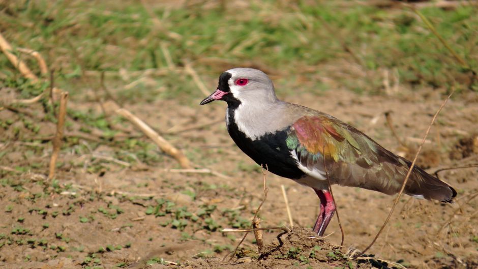 Queltehue, Guia de Fauna. RutaChile.   - ECUADOR