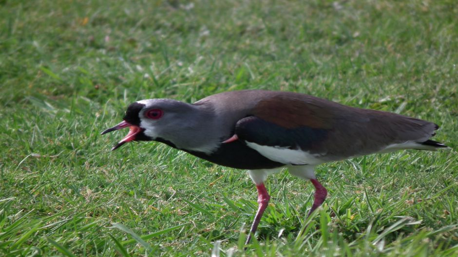 Queltehue, Guia de Fauna. RutaChile.   - 