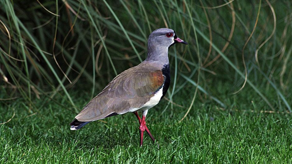 Queltehue, Guia de Fauna. RutaChile.   - COLOMBIA