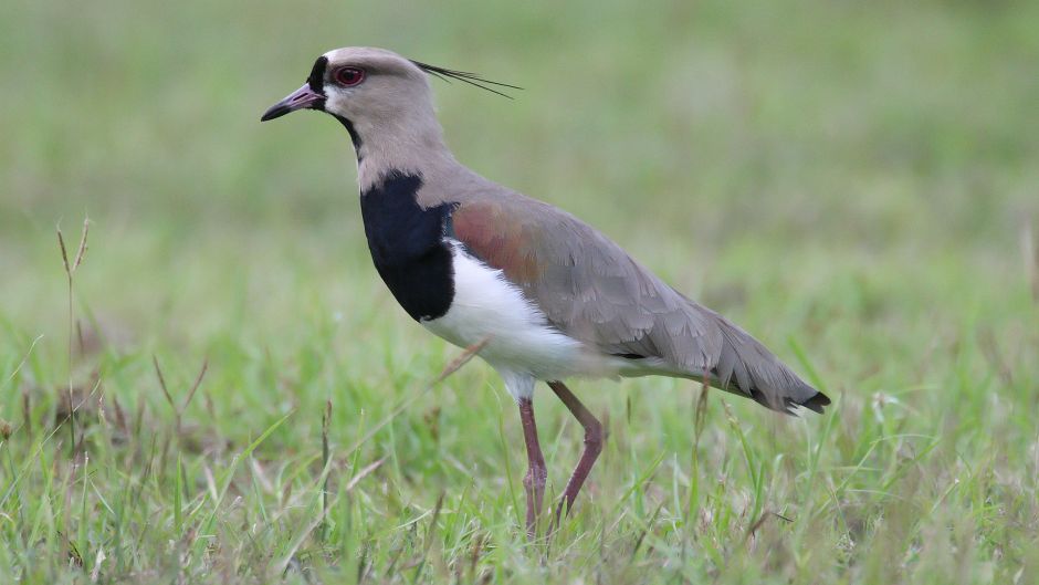 Queltehue, Guia de Fauna. RutaChile.   - BRASIL