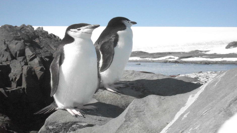 Pinguino de Adelaida, Guia de Fauna. RutaChile.   - CHILE