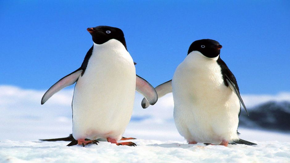 Pinguino de Adelaida, Guia de Fauna. RutaChile.   - ARGENTINA