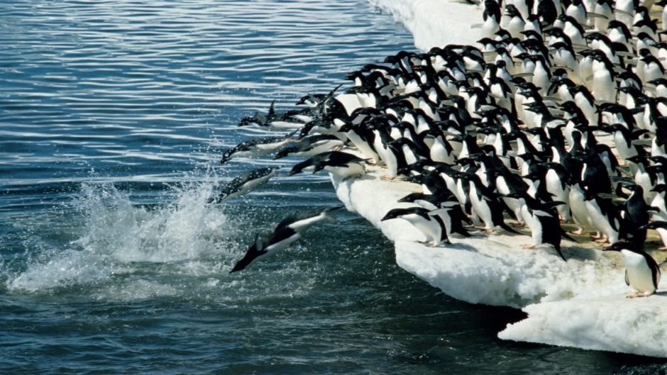 Pinguino de Adelaida, Guia de Fauna. RutaChile.   - ARGENTINA