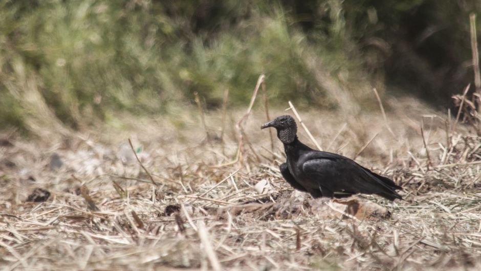 Jote de cabeza negra, Guia de Fauna. RutaChile.   - ECUADOR