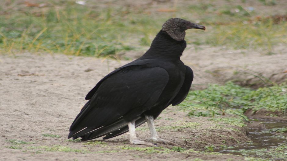 Jote de cabeza negra, Guia de Fauna. RutaChile.   - PANAMA