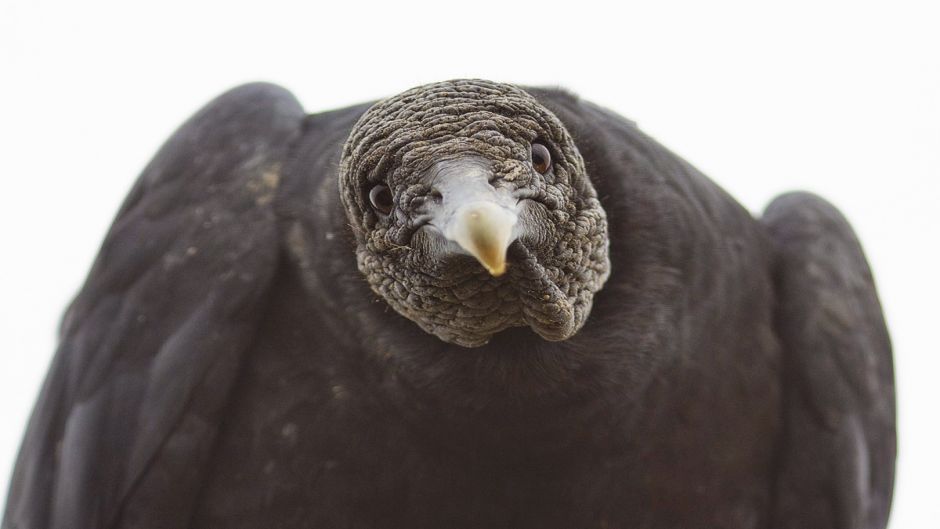 Jote de cabeza negra, Guia de Fauna. RutaChile.   - BRASIL