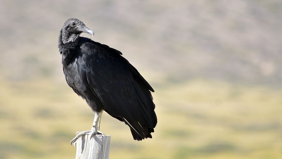 Jote de cabeza negra, Guia de Fauna. RutaChile.   - ECUADOR