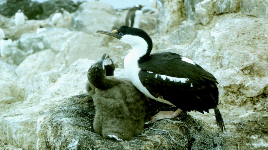 Cormorán Antártico.   - 