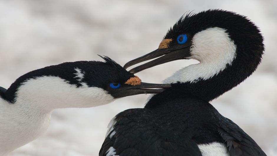 Cormorán Antártico.   - ARGENTINA