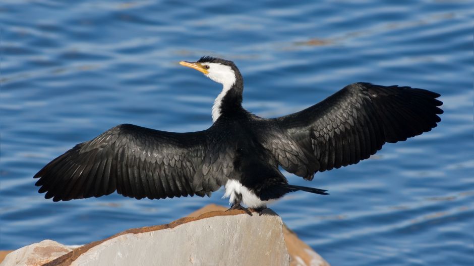 Cormorán Antártico.   - 