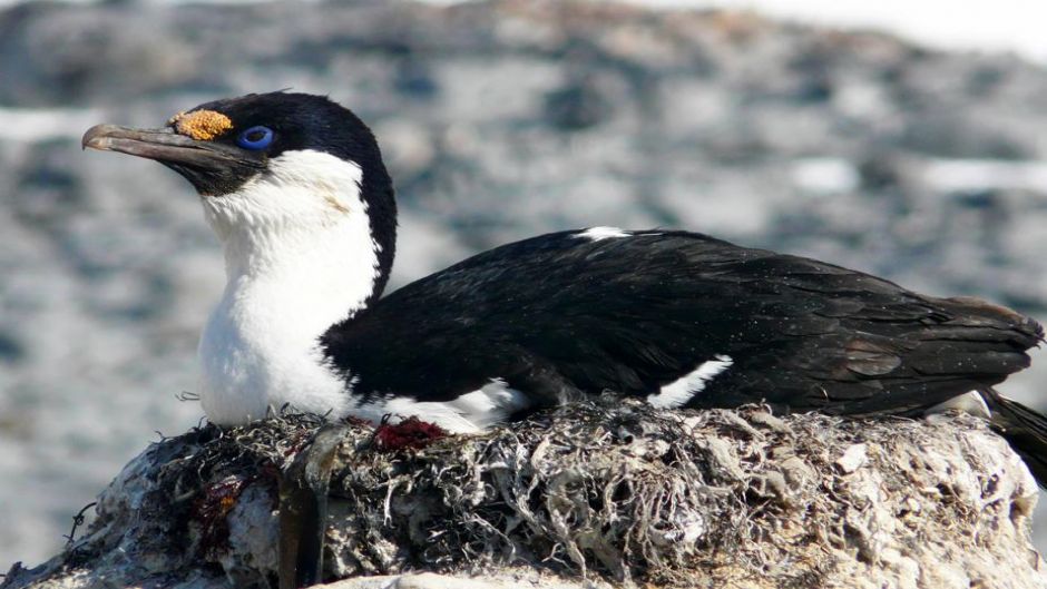 Cormorán Antártico.   - 