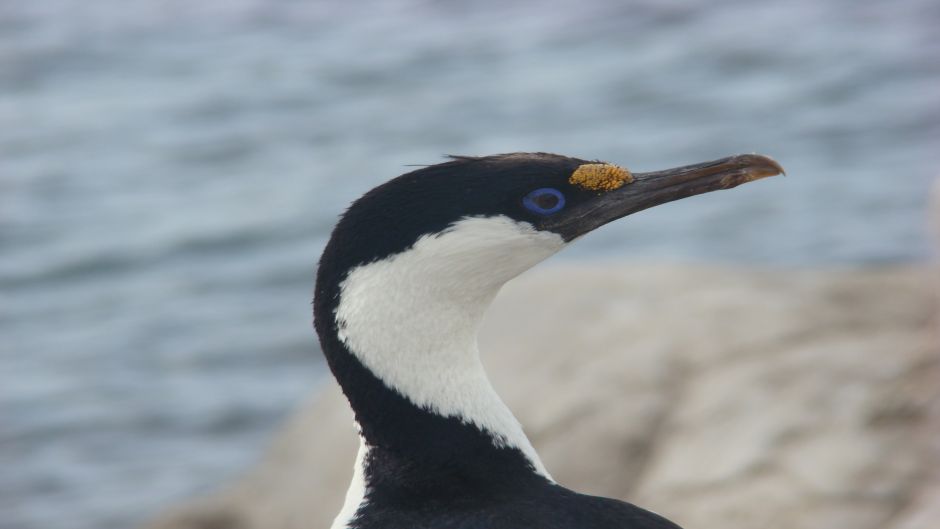 Cormorán Antártico.   - 