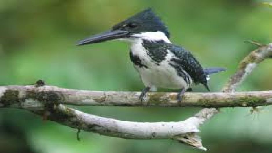 Martín pescador amazónico.   - EL SALVADOR