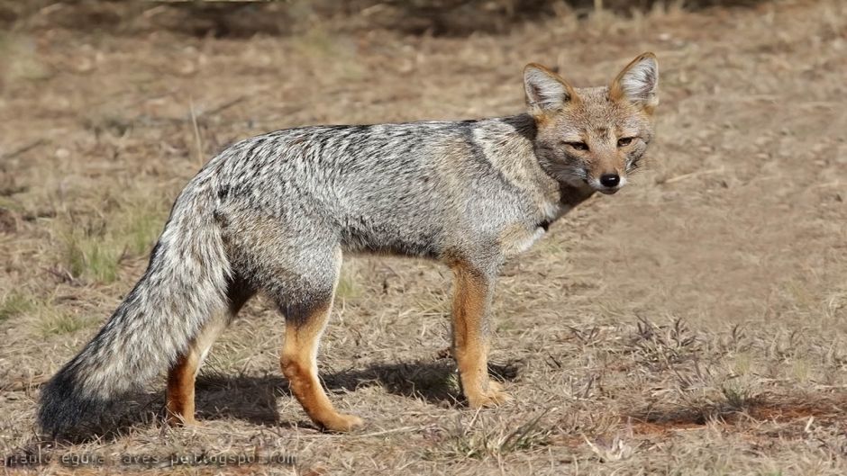 Zorro Gris.   - URUGUAY