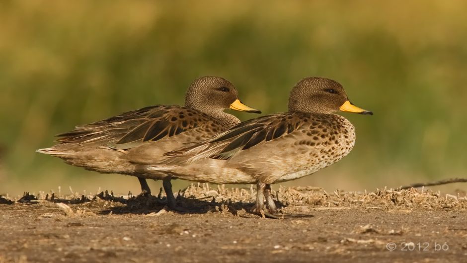 Pato jergón chico, Guia de Fauna. RutaChile.   - BOLIVIA