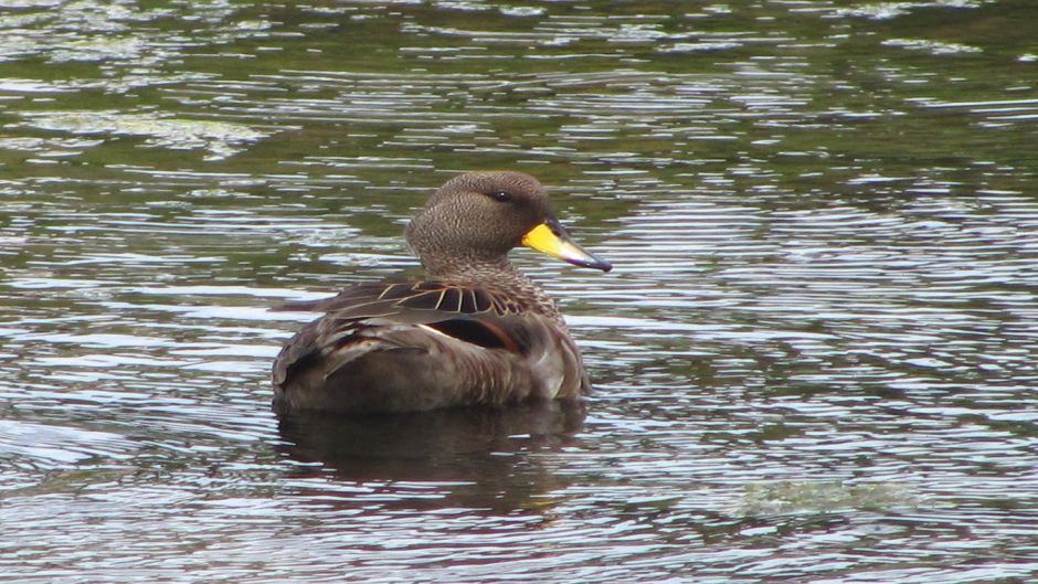 Pato jergón chico, Guia de Fauna. RutaChile.   - PERU