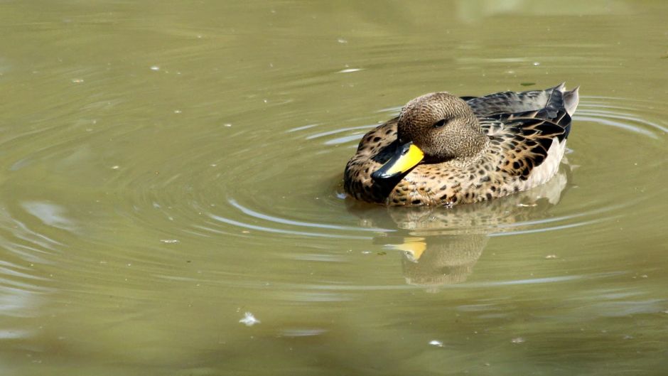 Pato jergón chico, Guia de Fauna. RutaChile.   - ECUADOR