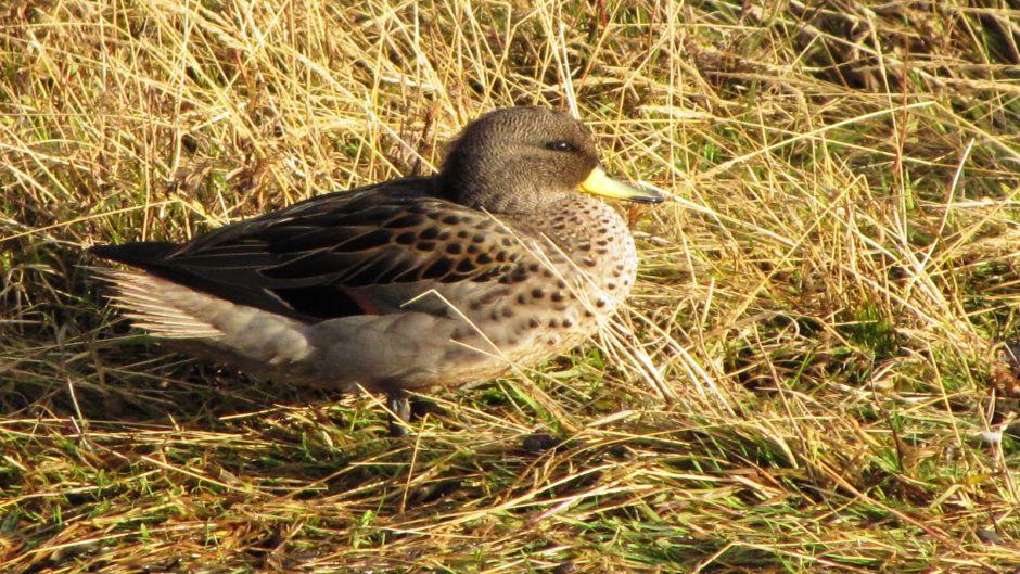 Pato jergón chico, Guia de Fauna. RutaChile.   - 