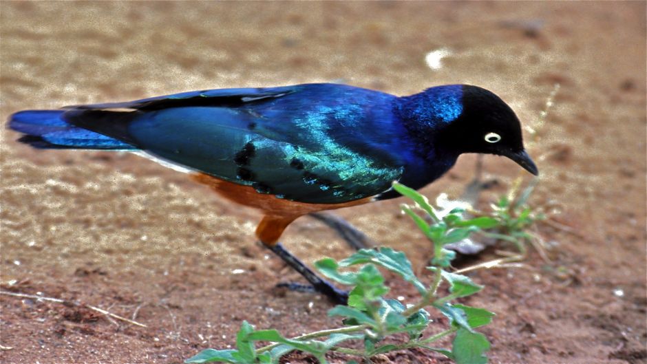 Estornino soberbio.   - SUD AFRICA