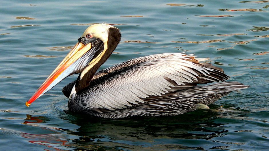 Pelícano peruano, Guia de Fauna. RutaChile.   - 