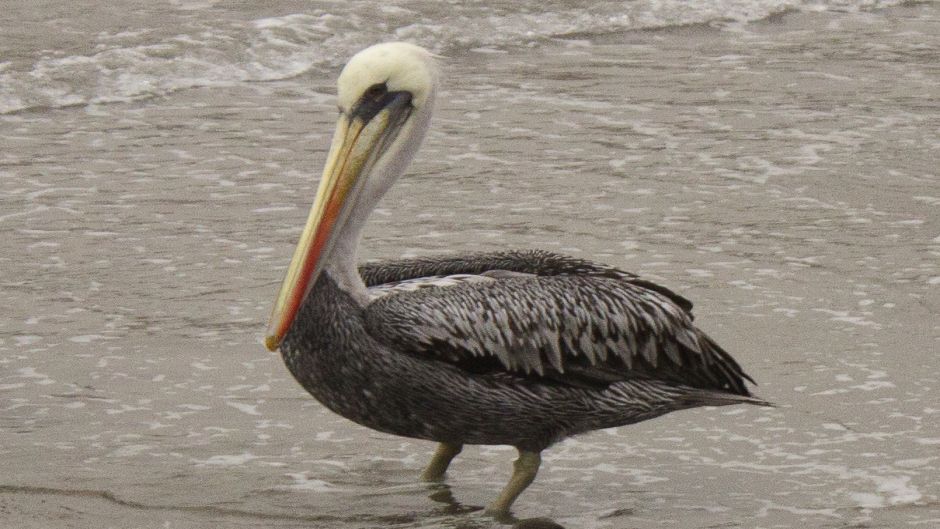 Pelícano peruano, Guia de Fauna. RutaChile.   - CHILE