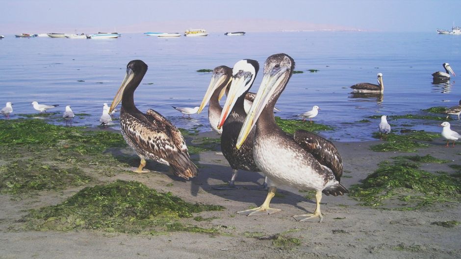 Pelícano peruano, Guia de Fauna. RutaChile.   - CHILE