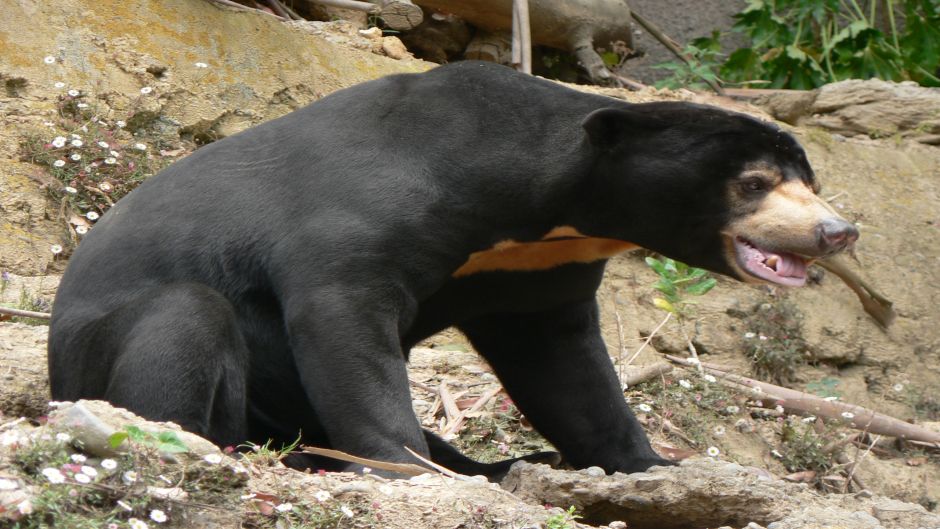 Oso Malayo.   - CHINA