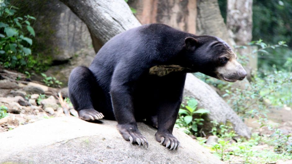 Oso Malayo.   - CHINA