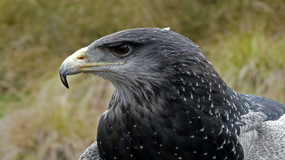 Águila Mora.   - COSTA RICA