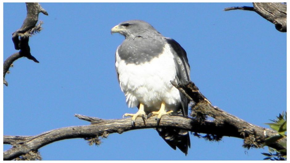 Águila Mora.   - 