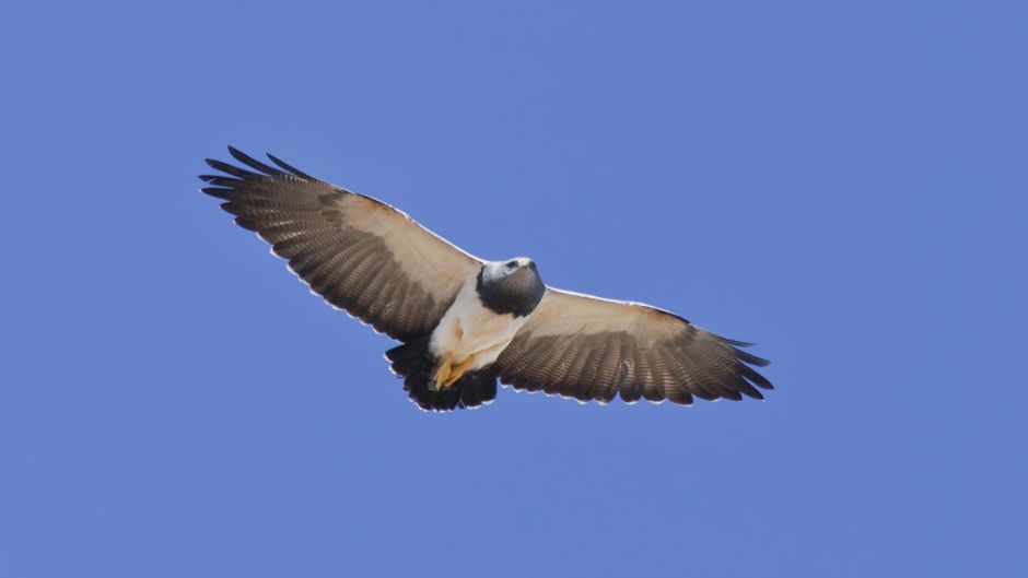 Águila Mora.   - 