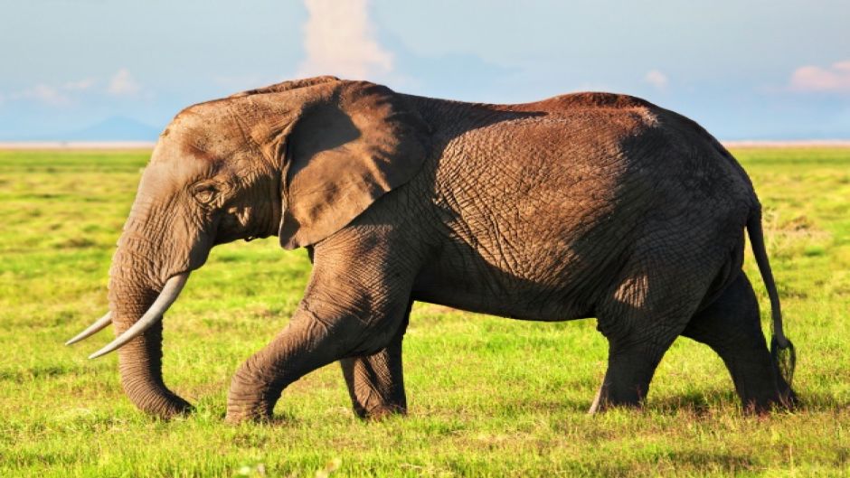 Elefante Africano, Guia de Fauna. RutaChile.   - SUDAFRICA