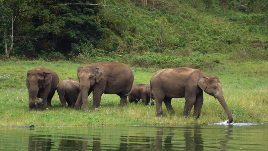 Elefante Africano, Guia de Fauna. RutaChile.   - SUDAFRICA