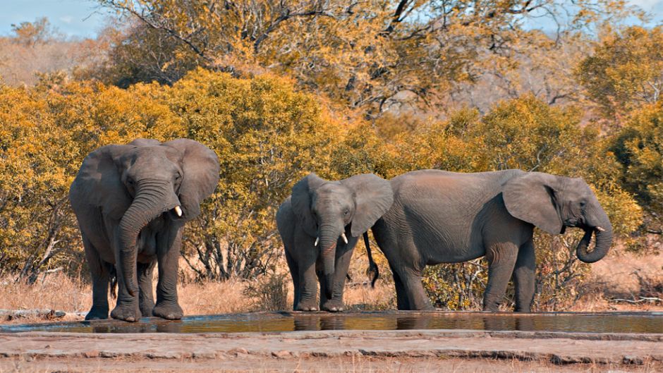 Elefante Africano, Guia de Fauna. RutaChile.   - SUD AFRICA