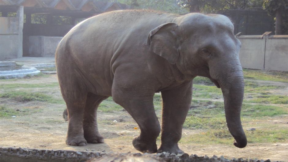 Elefante Africano, Guia de Fauna. RutaChile.   - 