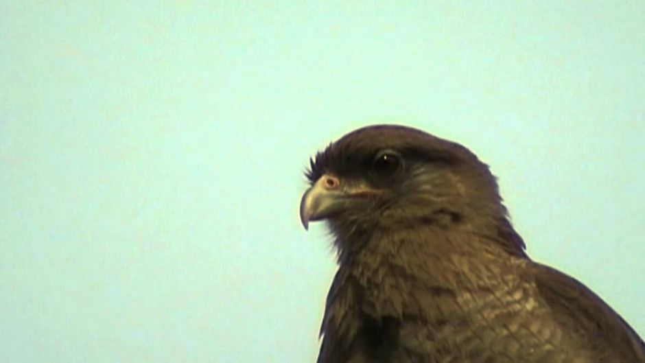 Tiuque, Guia de Fauna. RutaChile.   - BOLIVIA