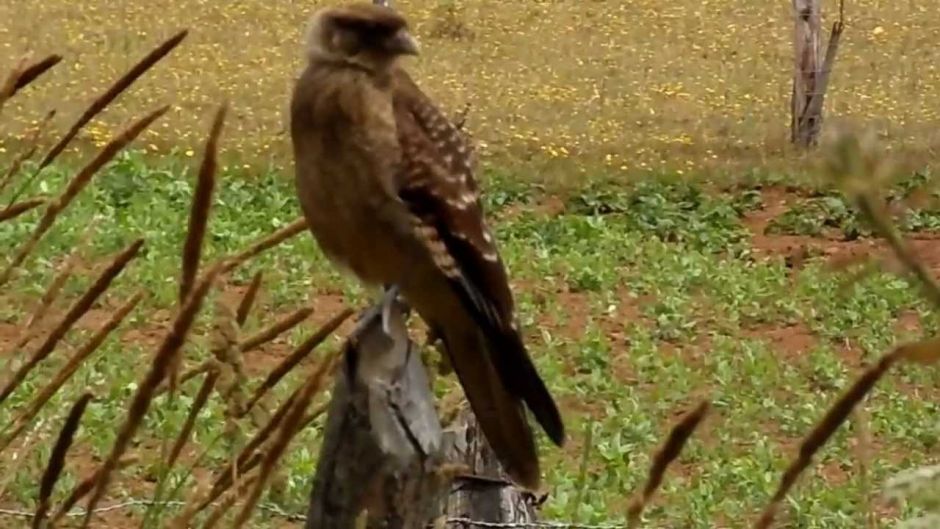 Tiuque, Guia de Fauna. RutaChile.   - ARGENTINA