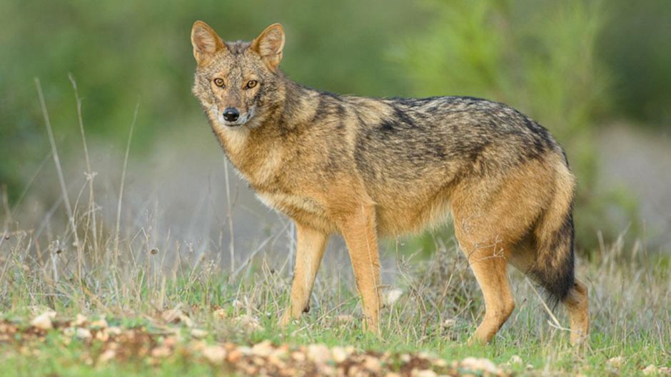 Lobo africano.   - MARRUECOS