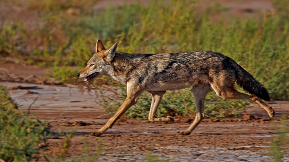 Lobo africano.   - EGIPTO